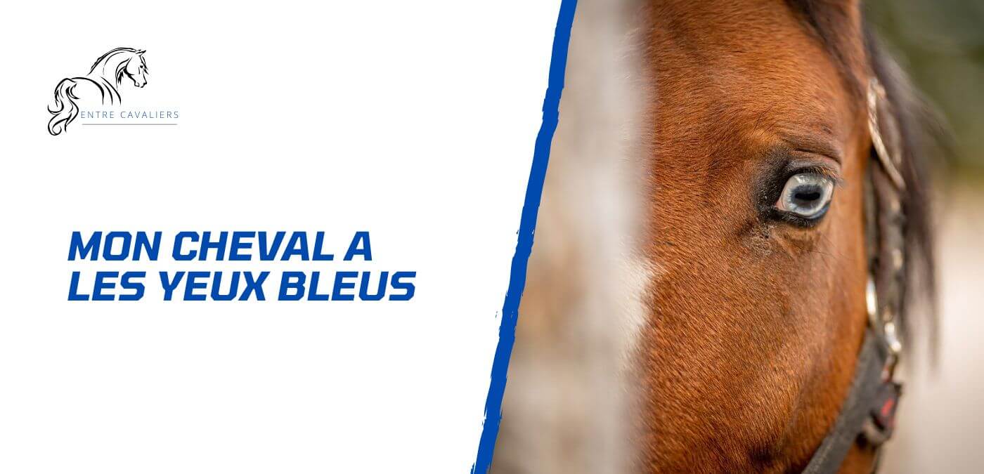 You are currently viewing Mon cheval a les yeux bleus – Beauté et singularité