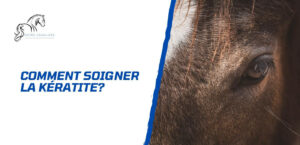 Lire la suite à propos de l’article Comment soigner la kératite chez le cheval?