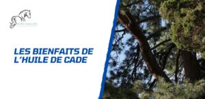Lire la suite à propos de l’article Comment utiliser l’huile de cade pour les soins aux chevaux?