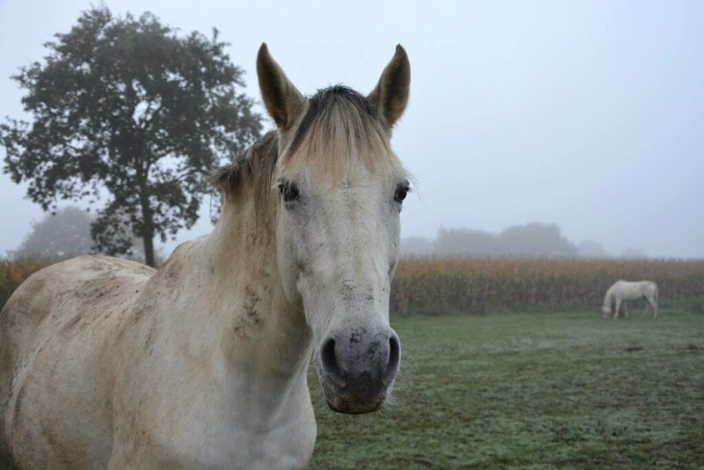 anaplasmose cheval