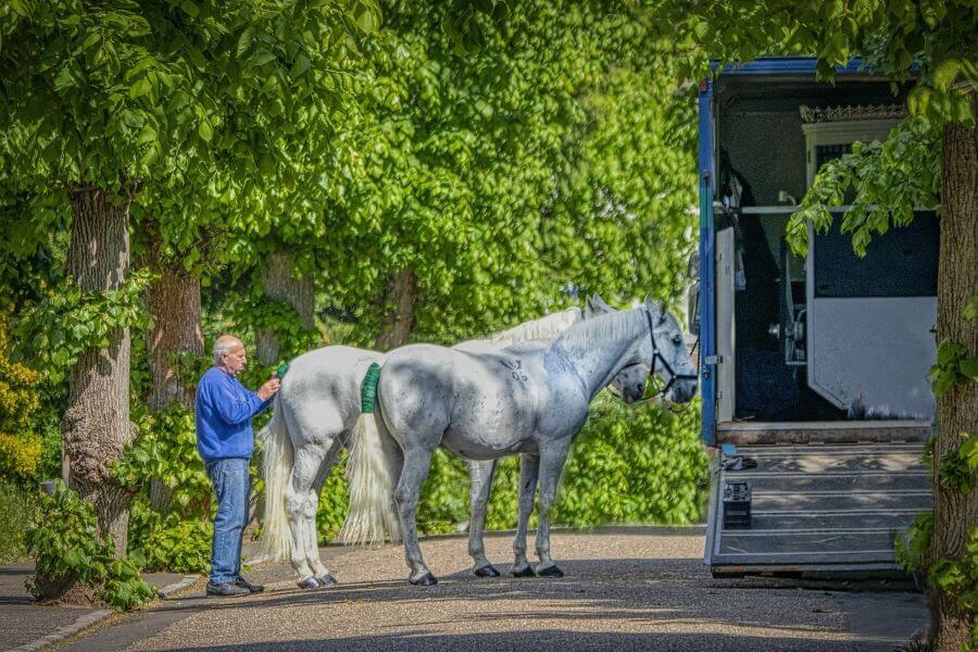 camion pour chevaux