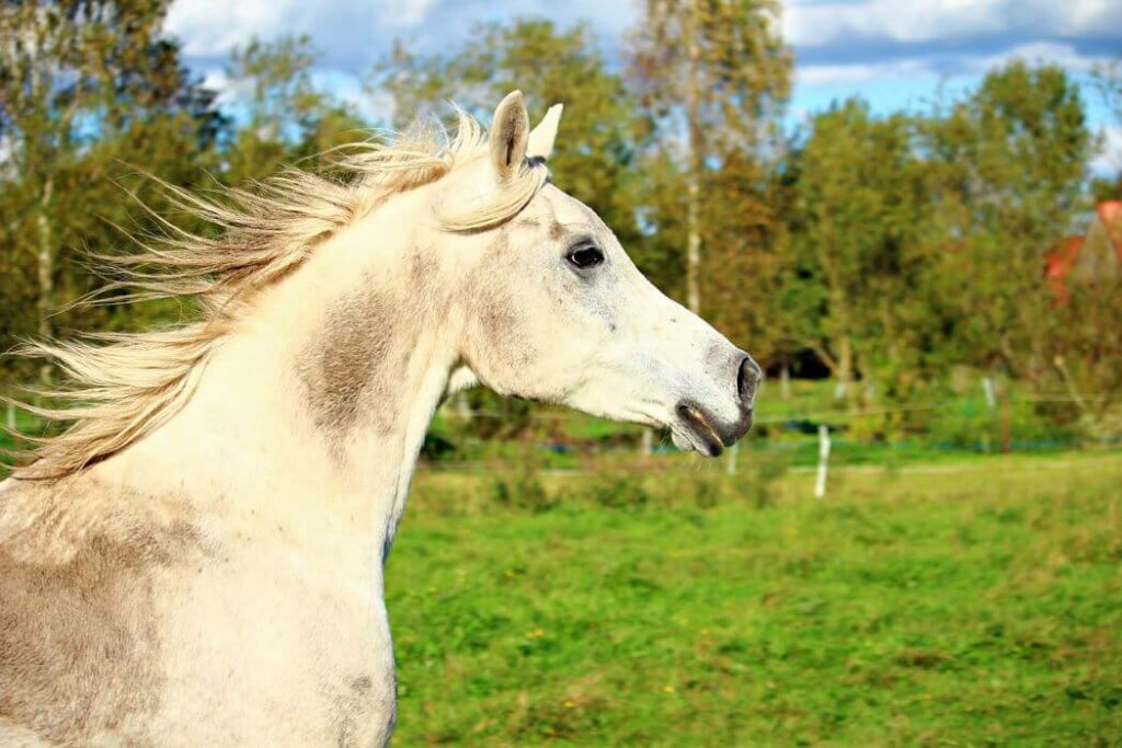 chanfrein cheval arabe