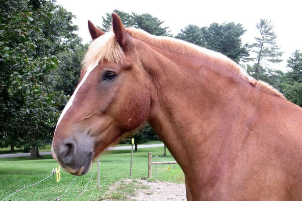 chanfrein cheval de trait