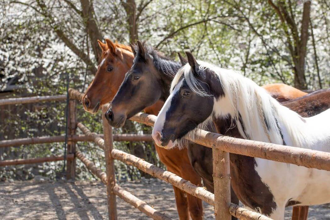 cloture bois chevaux