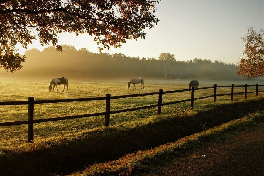 clôture pour chevaux