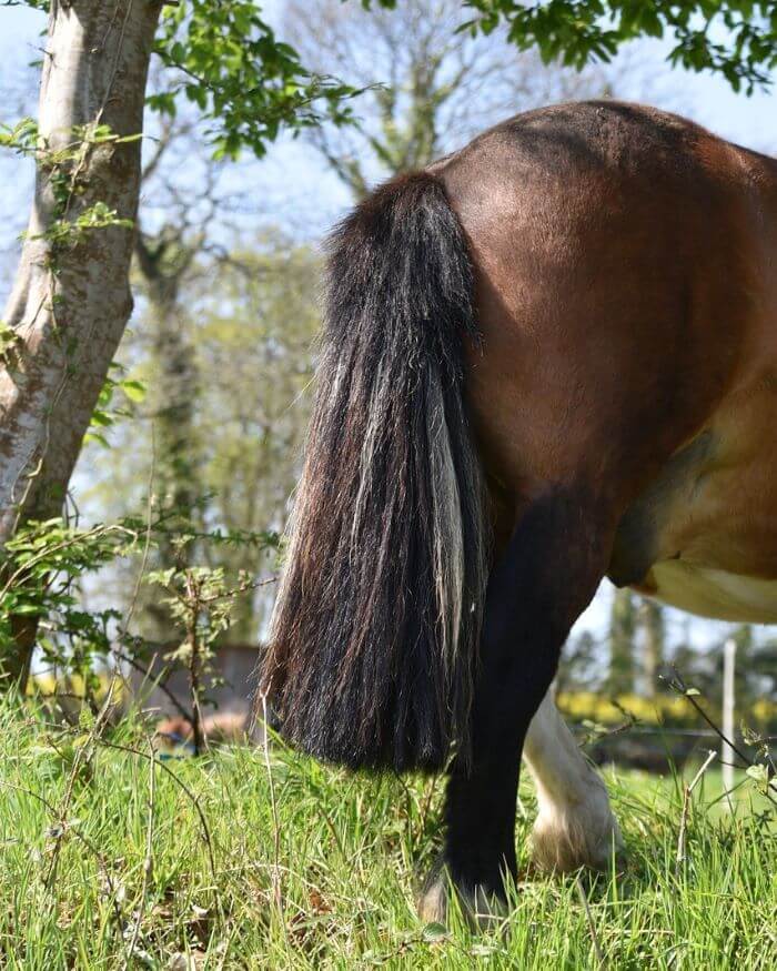 queue de cheval