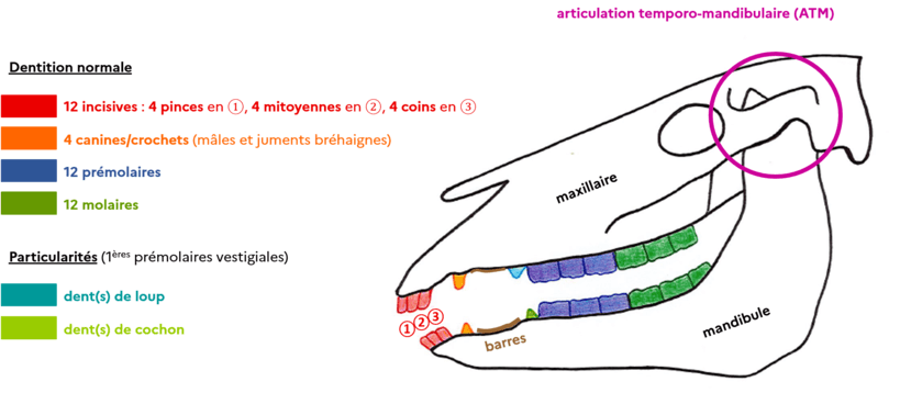 dentition cheval