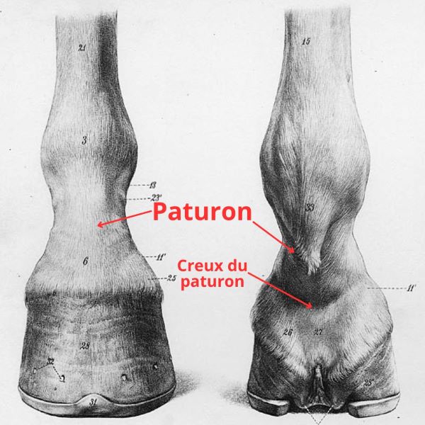 paturon cheval