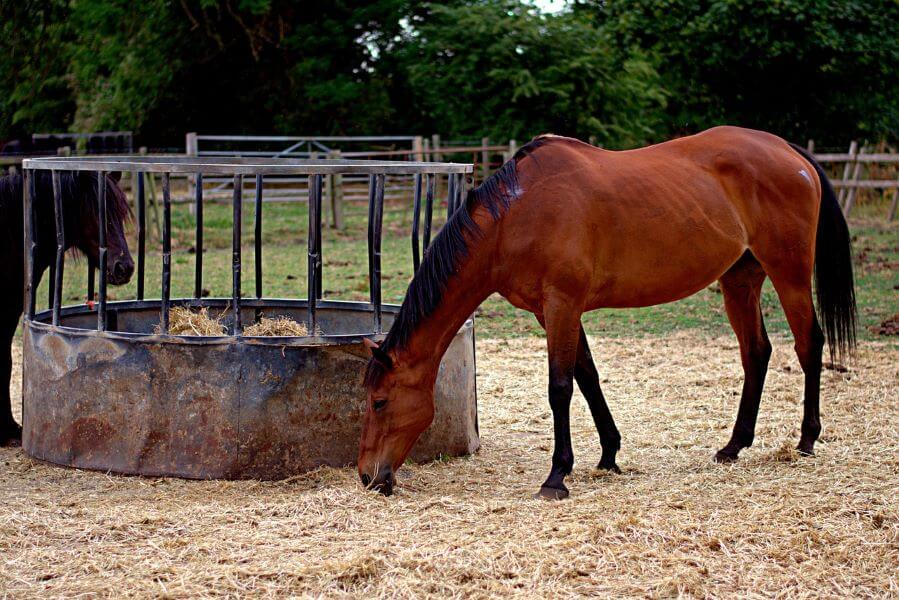 râtelier foin chevaux