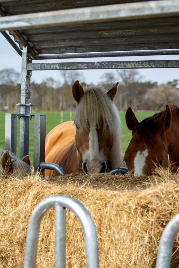 râtelier à foin pour chevaux