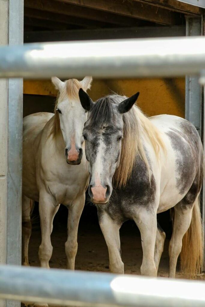 stabulation pour chevaux