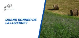 Lire la suite à propos de l’article Comment et quand donner de la luzerne à un cheval?
