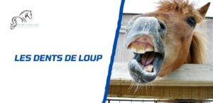 Lire la suite à propos de l’article Pourquoi un cheval a une dent de loup et que faire?