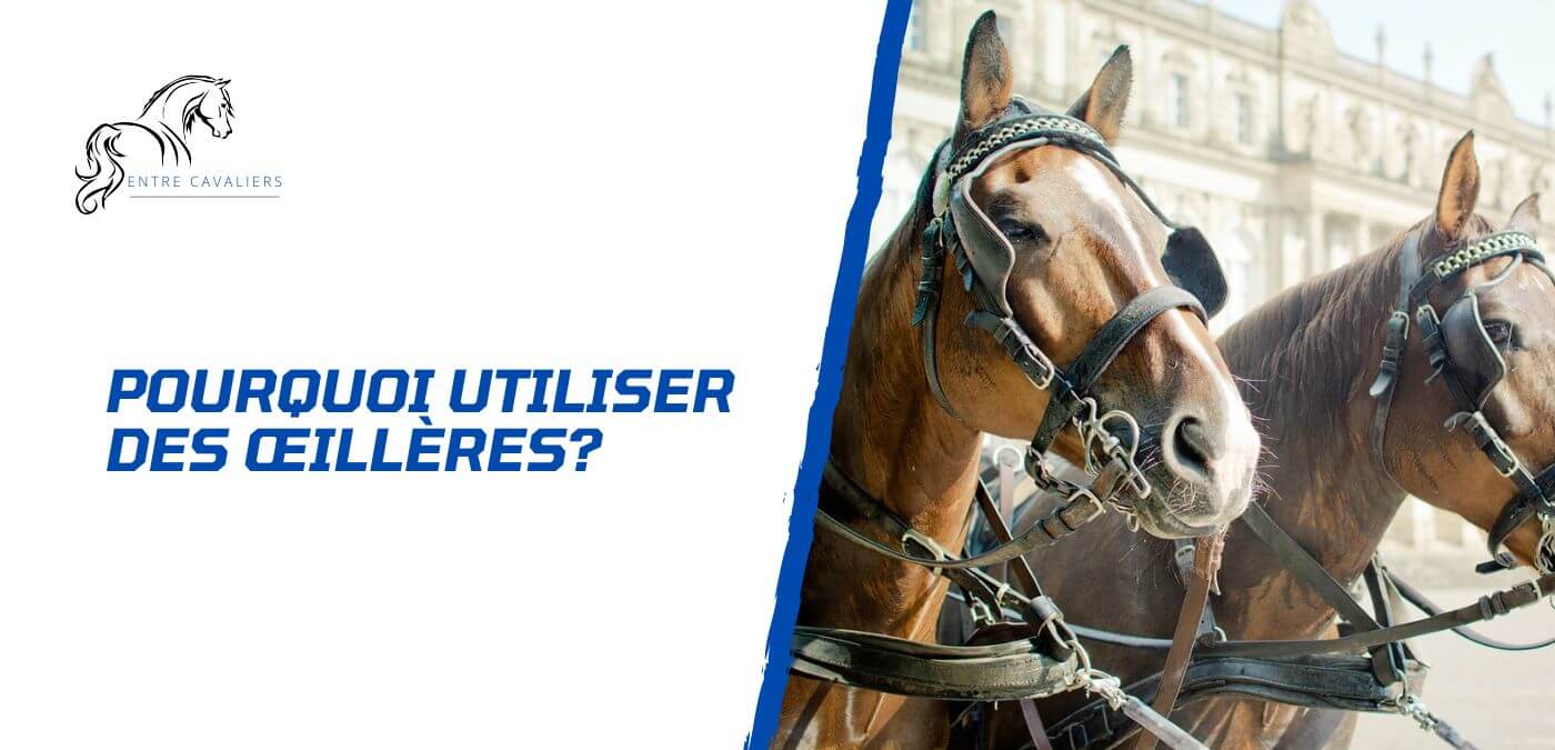 You are currently viewing Pourquoi utiliser des œillères avec son cheval?