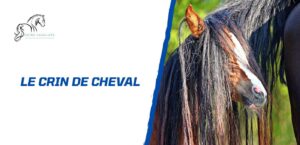 Lire la suite à propos de l’article Le crin de cheval – Bien plus qu’un simple poil