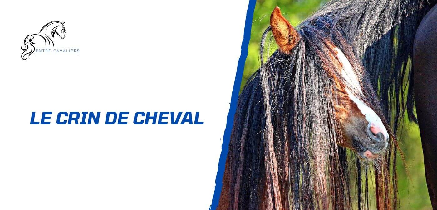 You are currently viewing Le crin de cheval – Bien plus qu’un simple poil