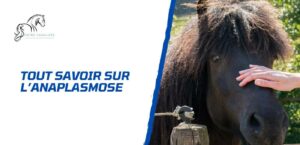 Lire la suite à propos de l’article Tout savoir sur l’anaplasmose chez le cheval