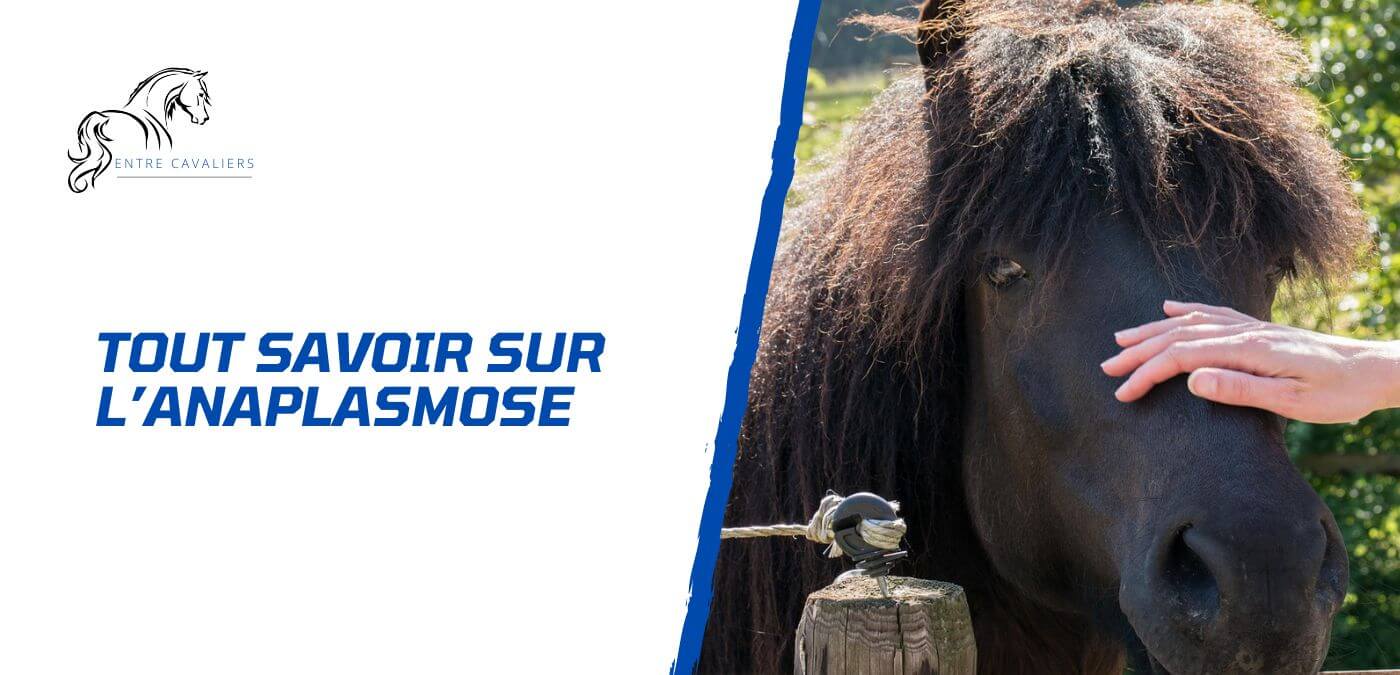 You are currently viewing Tout savoir sur l’anaplasmose chez le cheval