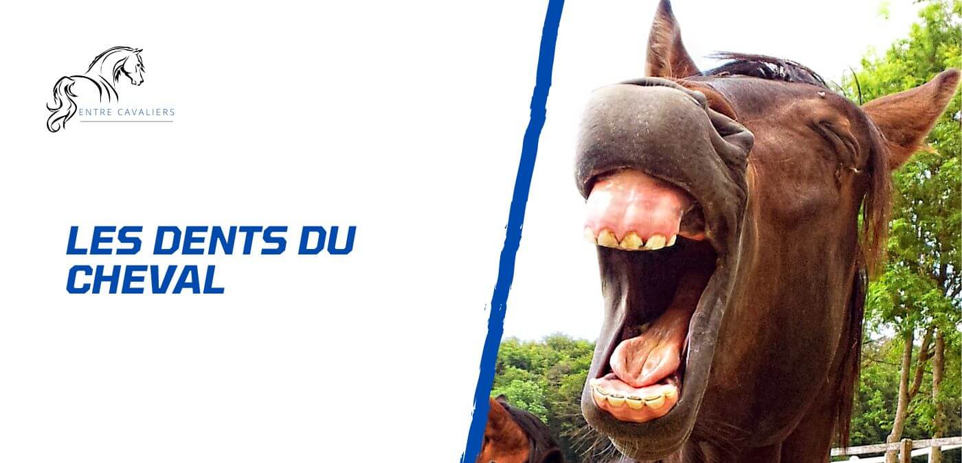 dents du cheval