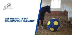 Lire la suite à propos de l’article Les avantages d’utiliser un ballon pour cheval