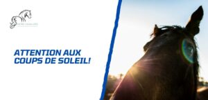 Lire la suite à propos de l’article Comment soigner et éviter un coup de soleil de mon cheval?