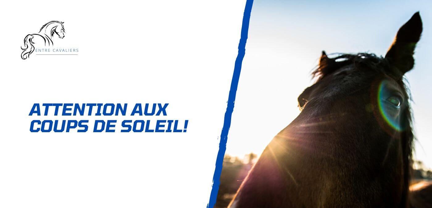 You are currently viewing Comment soigner et éviter un coup de soleil de mon cheval?