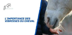 Lire la suite à propos de l’article 5 choses à savoir sur les vibrisses du cheval