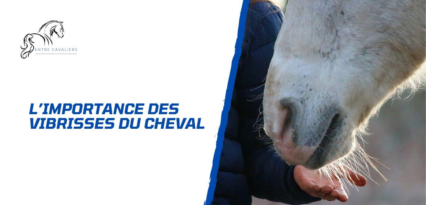 You are currently viewing 5 choses à savoir sur les vibrisses du cheval