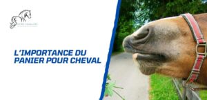 Lire la suite à propos de l’article L’importance du panier pour cheval