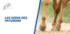 Lire la suite à propos de l’article Comment prendre soin du paturon du cheval?