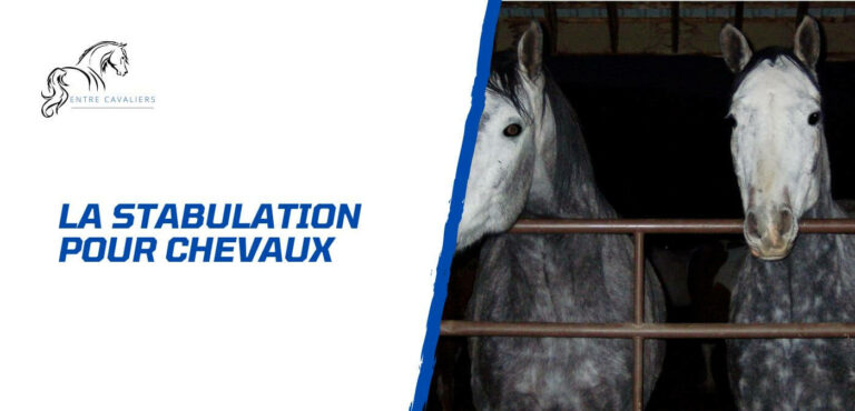 stabulation chevaux