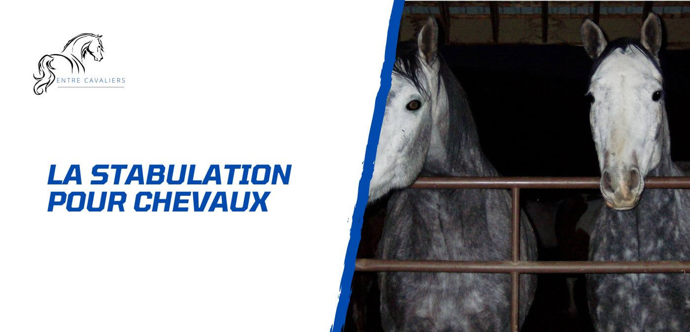 You are currently viewing Boxe ou stabulation pour chevaux – Comment choisir?