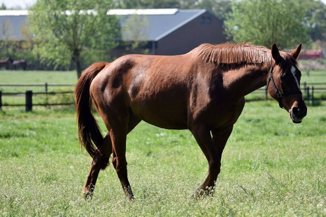 cheval au pré