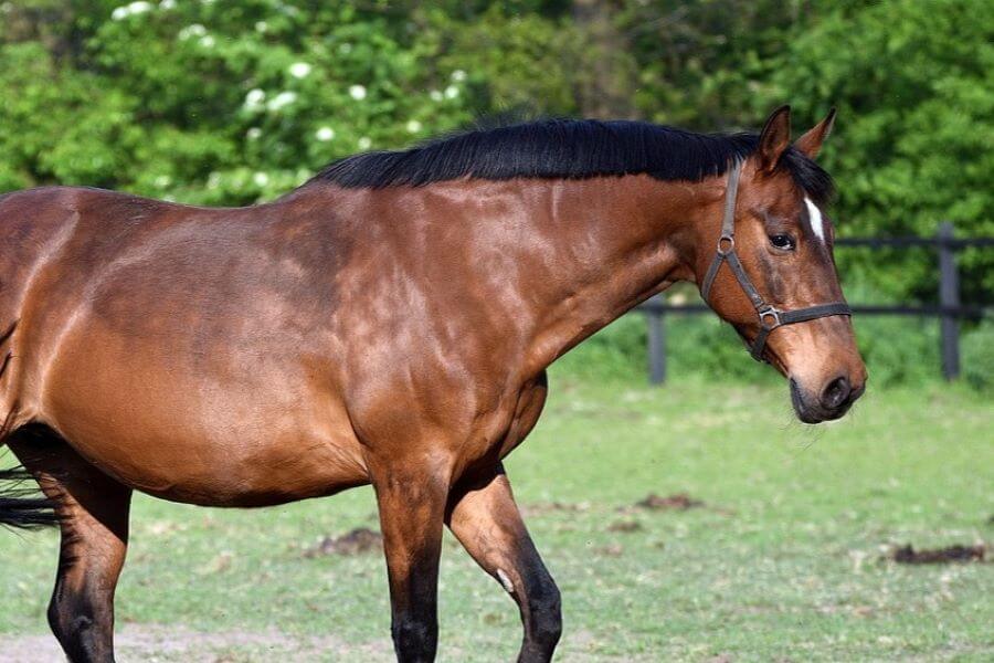 coupe crinière cheval