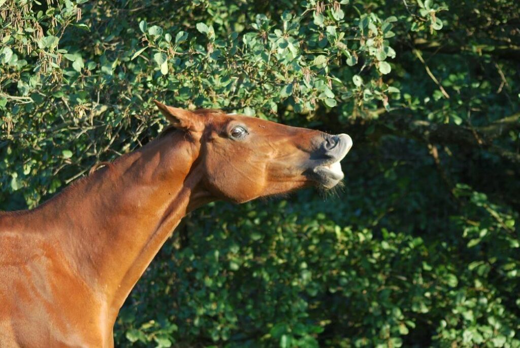 flehmen cheval