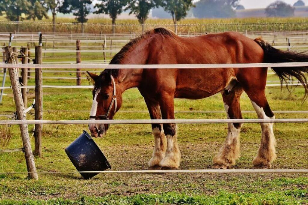 granulé pour cheval