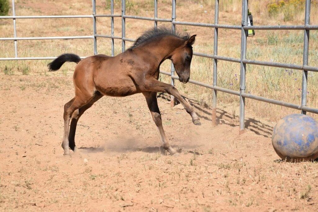 jeux pour chevaux