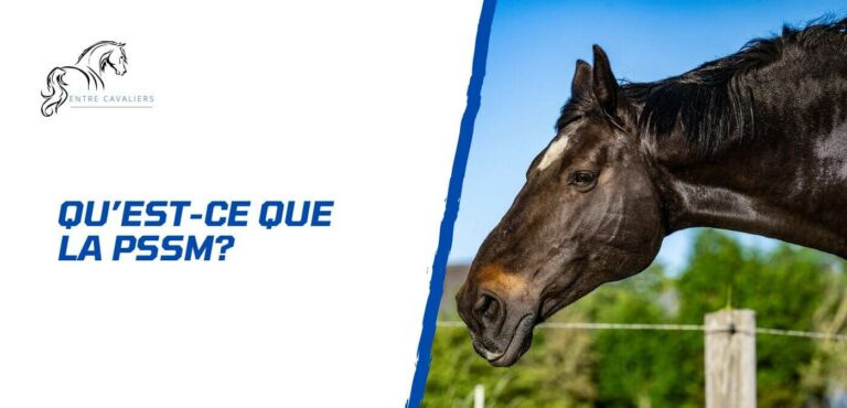 Lire la suite à propos de l’article Tout savoir sur la PSSM chez le cheval