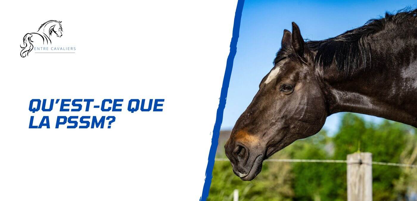 You are currently viewing Tout savoir sur la PSSM chez le cheval