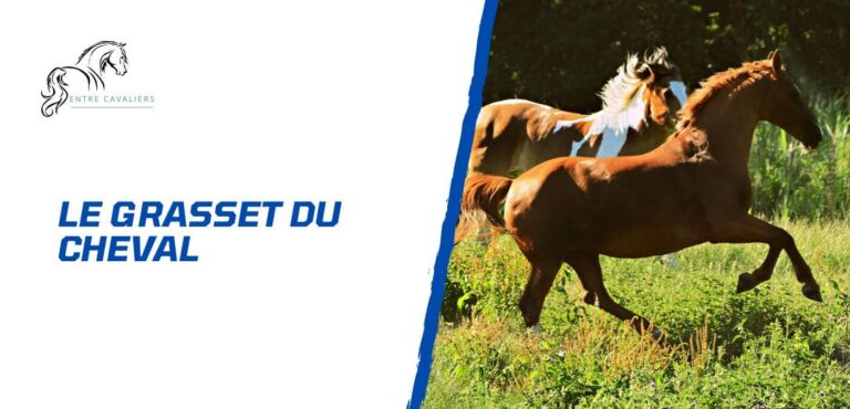 Lire la suite à propos de l’article Comprendre et protéger le grasset du cheval