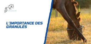 Lire la suite à propos de l’article L’importance des granulés pour chevaux