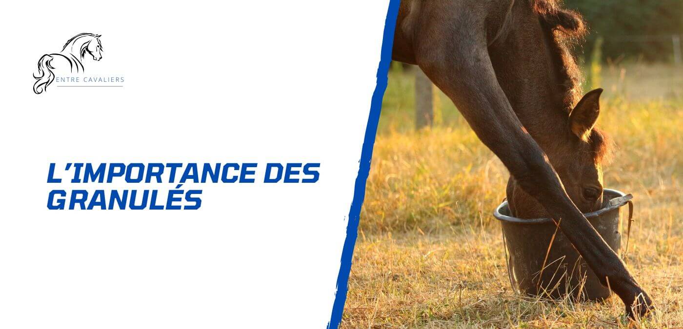 You are currently viewing L’importance des granulés pour chevaux