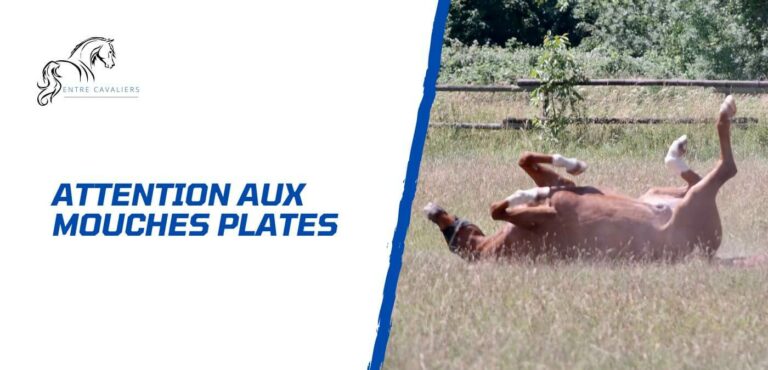 mouche plate cheval