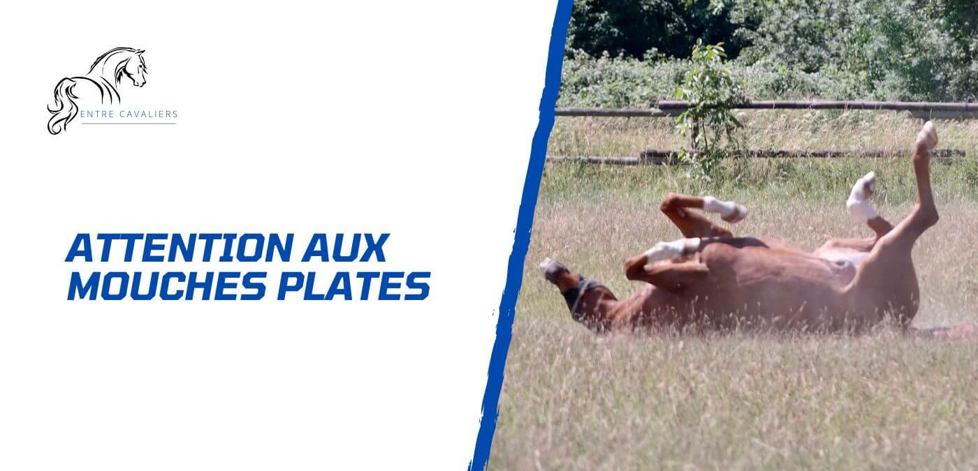 You are currently viewing Comment protéger son cheval de la mouche plate?