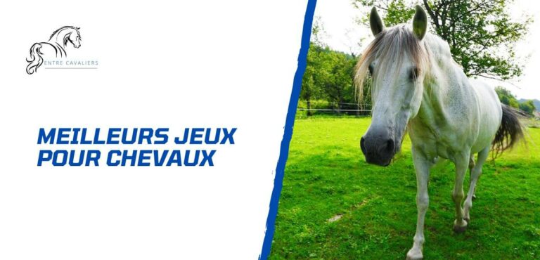 Lire la suite à propos de l’article Les meilleurs jeux pour chevaux – Comment divertir son cheval?