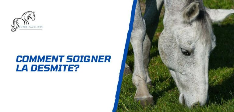 Lire la suite à propos de l’article Comment prévenir et soigner la desmite chez le cheval?