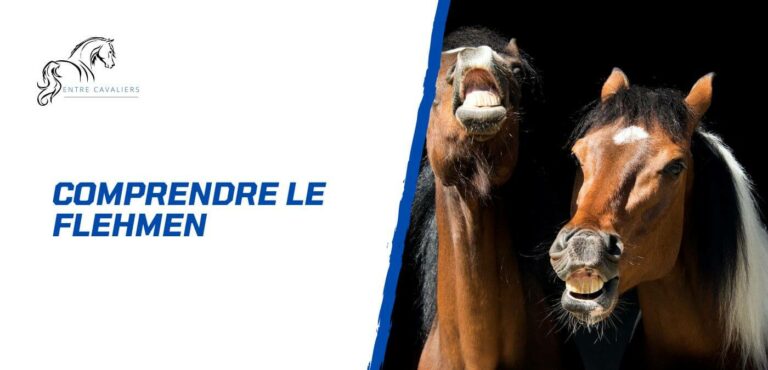 Lire la suite à propos de l’article Comprendre le flehmen du cheval – Un langage secret