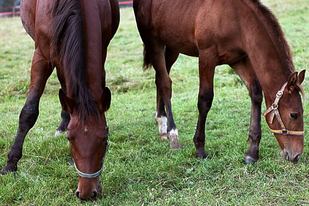 argile alimentaire cheval