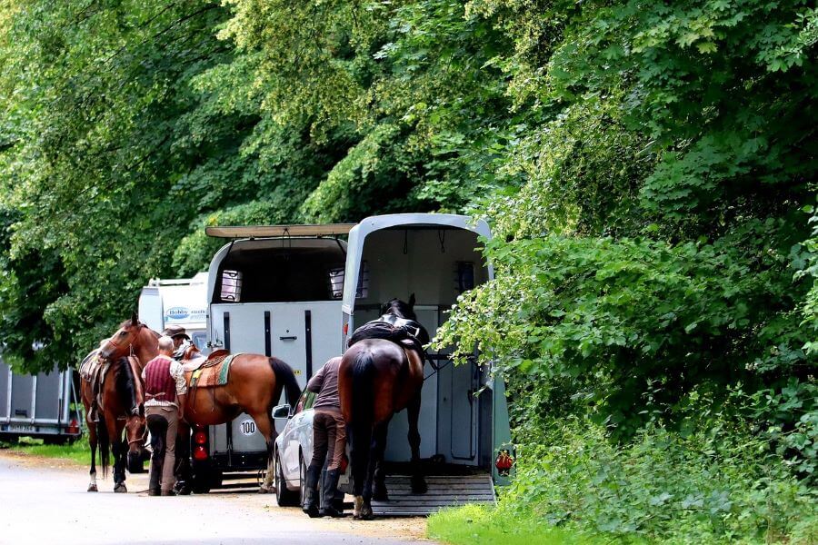 assurance van pour chevaux