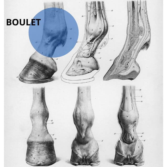 boulet cheval